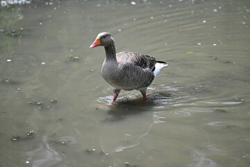 grey Toulouse goose walking in the water