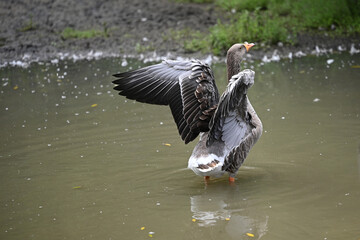 grey Toulouse goose raising its wings