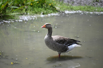 grey Toulouse goose walking in the water