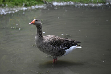 grey Toulouse goose walking in the water