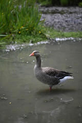 grey Toulouse goose walking in the water