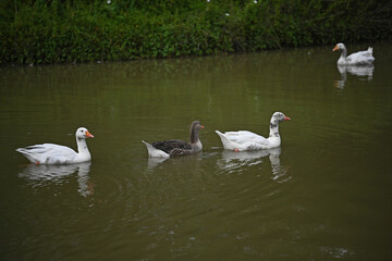 grey geese from Toulouse swimming in a line