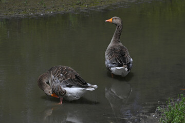 Toulouse grey goose from behind with fins in the water