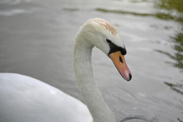 white swan close-up sticking its head out of the water
