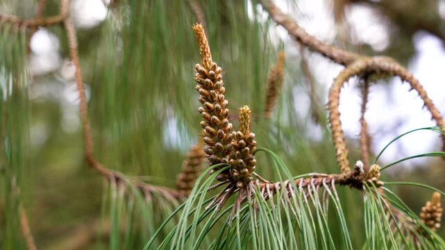 Long budding pine cones on twisted branch of coniferous forest tree in pinewood close up