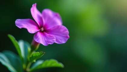 Deep purple petals unfolding on a leafy green stem, periwinkle, flowers