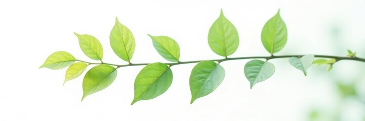Fototapeta premium Delicate branch with leaves isolated on white background, organic, branch, simplicity