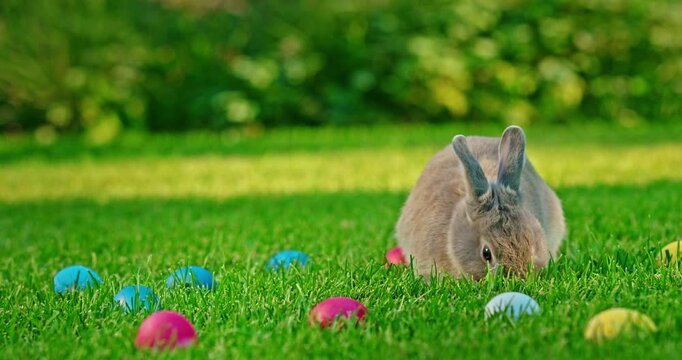 Gray rabbit nibbling on grass surrounded by colorful Easter eggs on a bright green lawn.