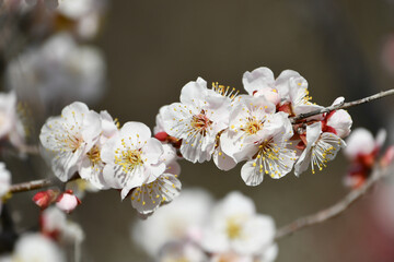 梅の花「豊後」