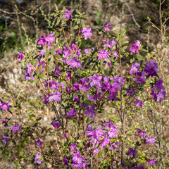 Obraz premium Purple-pink flowers of Maralnik (Siberian sakura) (Lat. Rhododendron ledebourii) in the Altai Mountains in spring