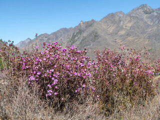 Purple-pink flowers of Maralnik (Siberian sakura) (Lat. Rhododendron ledebourii) in the Altai Mountains in spring