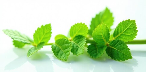 Freshly cut leaves in isolated form against white background, stem, nature, plant