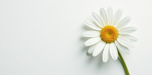 Obraz premium Freshly picked daisy on a crisp white surface, nature, white, blossom