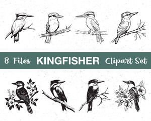 Kingfisher Clipart Set - 8 Files, Bird Illustrations, Nature Art