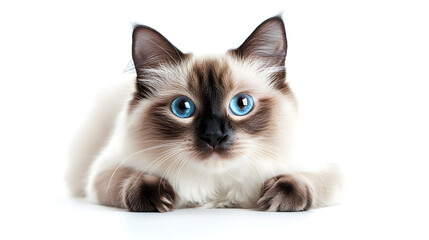 Meow Moment