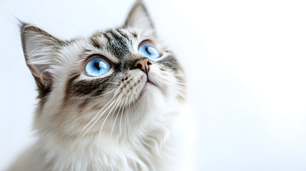 Meow Moment