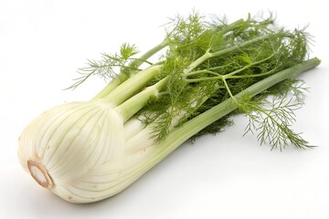 fresh fennel on a white background