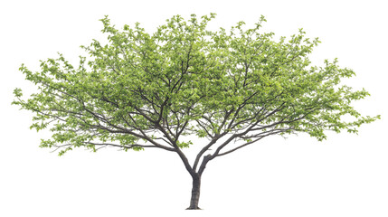 Obraz premium green tree isolated on white