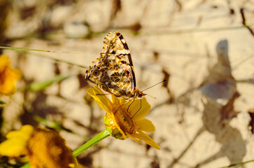 Painted Lady Butterfly on Yellow Wildflower in Sunlight