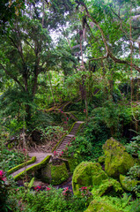 tropical forest in the jungle