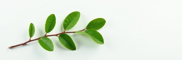 Naklejka premium Single branch with green leaves on a plain white surface, foliage, botanical