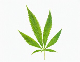 Cannabis or hemp or marijuana green fresh leaf isolated transparent background. cut out