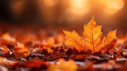 Autumn leaf on forest floor