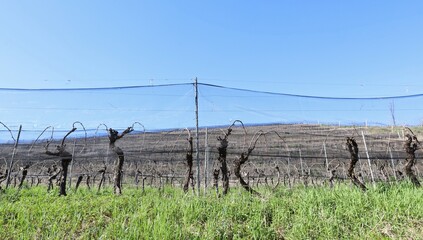 Vineyard nettings protecting the rows all along the hill on early springtime. © luca piccini basile