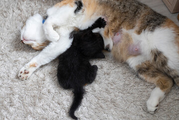 multicolored nursing mother cat lies on a rug and feeds her black kitten. cat tenderness, care for offspring, instinct. Veterinary medicine, cat care