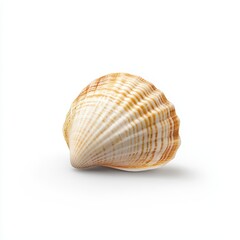 Obraz premium Unique Seashell Concept with Textured Surface on a White Background