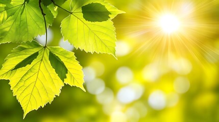 Fresh Spring Leaves Under Sunny Daylight.