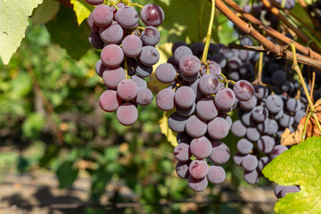 Ripe bunch of grapes on the vine