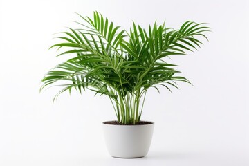 Chamaedorea Elegans plant leaf white background.