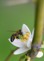 Busy bee collecting nectar from a delicate white flower under soft daylight