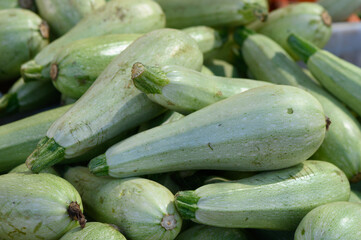 Fresh green zucchinis piled together at a vibrant farmers market in late summer