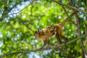 Tufted capuchin monkey with baby in the Amazon rainforest