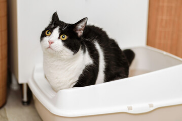 Black and white cat goes to the toilet in a litter tray in the bathroom