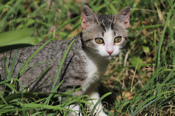 
Small gray and white cat with green eyes in a hunting attitude in the middle of the grass
