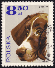 Polish postage stamp issued in 1968 featuring a Pointer dog. The Pointer is an energetic hunting...