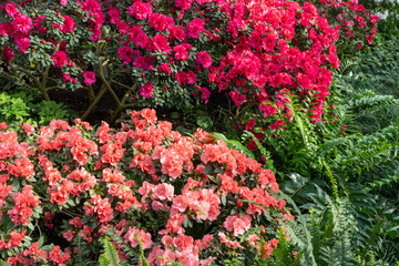 Azalea bud flower. Rhododendron plant in garden. Floral background. Pink petal bush