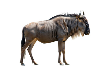 Fototapeta premium Wildebeest on a transparent background