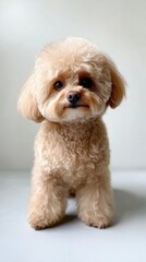 Copy space . dogs, dog grooming, grooming, spitz, maltipoo, pets, dogs, puppies