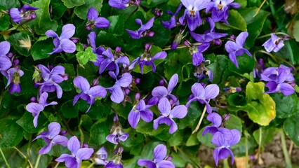 wild plants. photos of purple wildflowers.