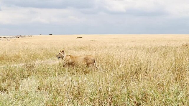Lioness hunting in the african savanah in Kenya
