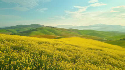 Fototapeta premium Widok z lotu ptaka na wiosenne pola rzepaku, pagórkowaty krajobraz