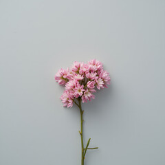 Obraz premium Delicate cluster of small pink blossoms set against a soft gray background, creating a minimalist yet elegant floral composition with a subtle charm.