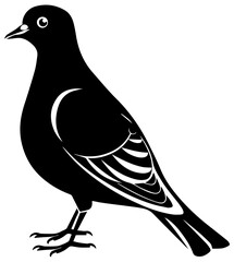 Pigeon vector black and white illustration