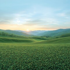 Sunset over rolling green hills and tea plantation.