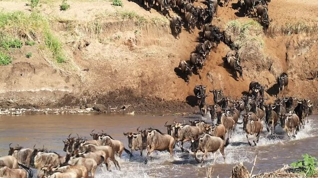 Wildebeest crossing Mara River during Great Migration in Kenya