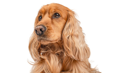 Portrait of a English cocker spaniel isolated on white background,